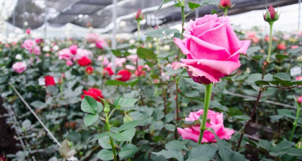 Ecuadorian roses farm