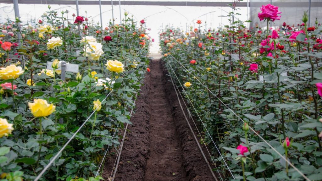 Ecuadorian roses farm